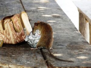 Un rat cherchant de la nourriture. En gironde ou dans les Landes, NF Régul' X Nuisibles peut vous débarrasser des rats.