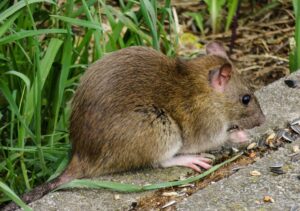 Un rat cherchant de la nourriture. En gironde ou dans les Landes, NF Régul' X Nuisibles peut vous débarrasser des rats.